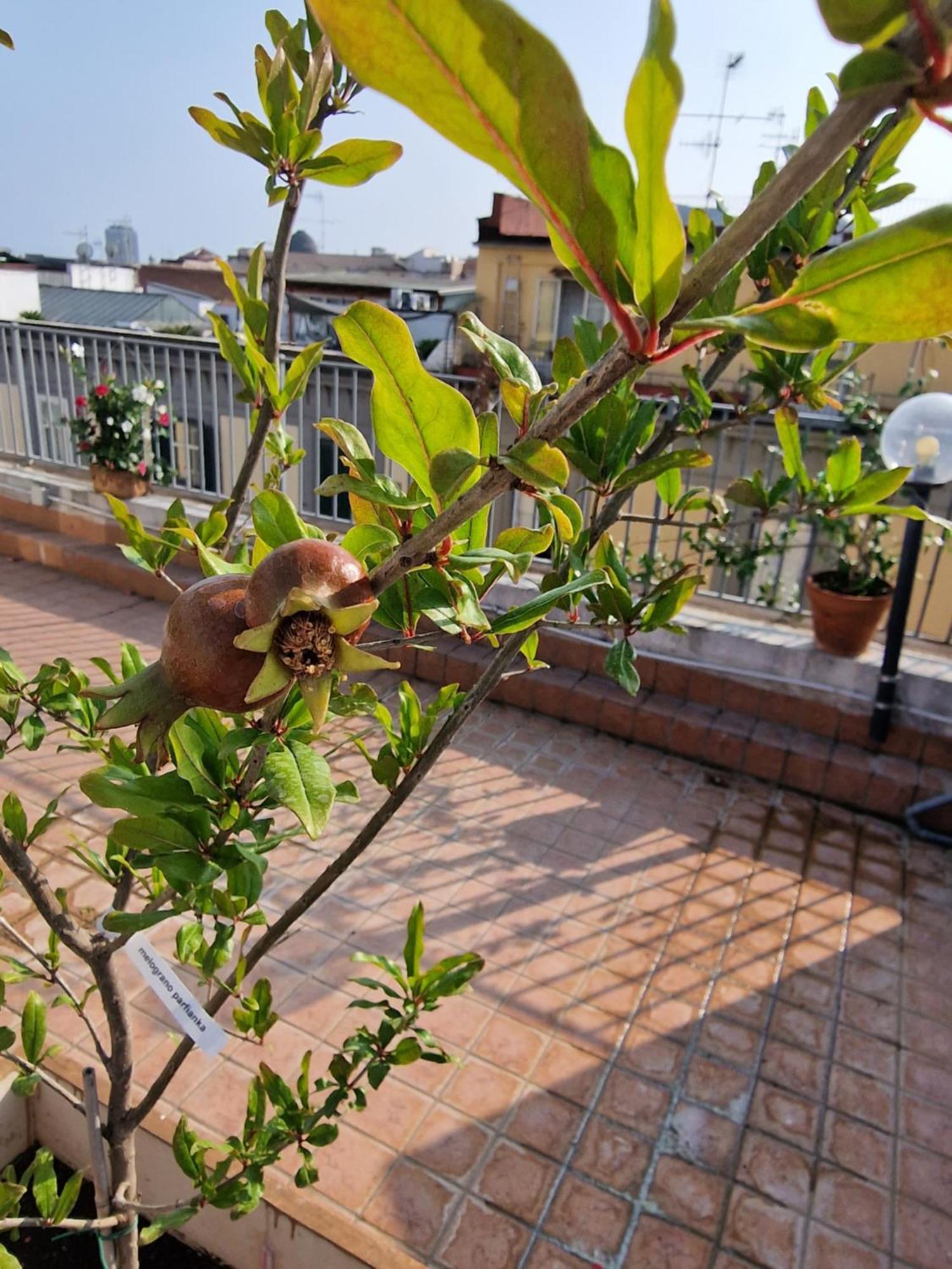 La Terrazza Delle Fate Hotel เนเปิลส์ ภายนอก รูปภาพ